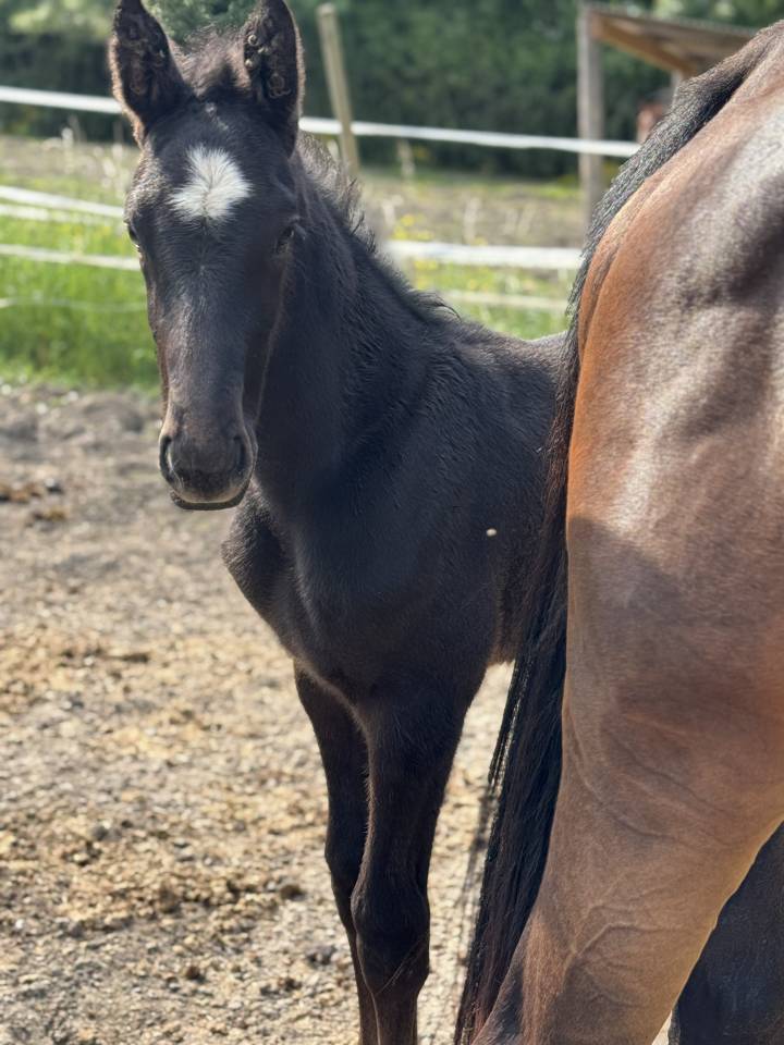 Puledro Sella Francese In vendita 2025 Grigio ,  Zuccero