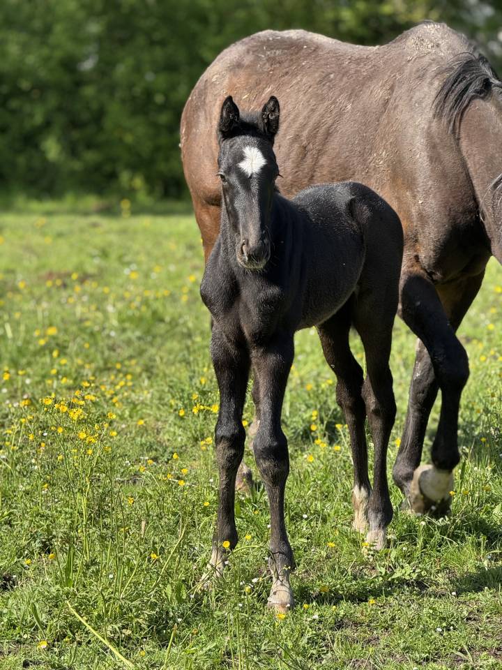 Puledro Sella Francese In vendita 2025 Grigio ,  Zuccero
