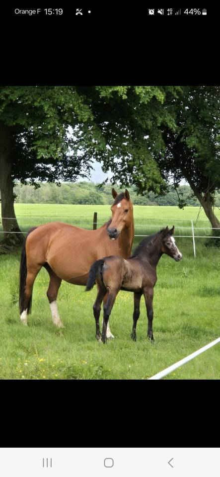 Fattrice Cavallo da Sella In vendita 2010 Baio