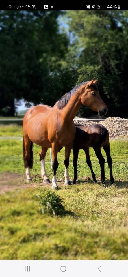 Fattrice Cavallo da Sella In vendita 2010 Baio