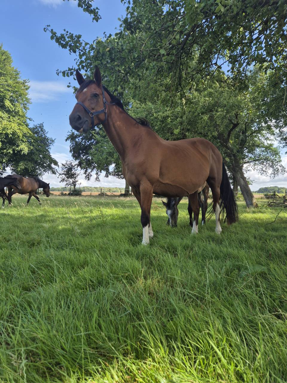Fattrice Cavallo da Sella In vendita 2010 Baio