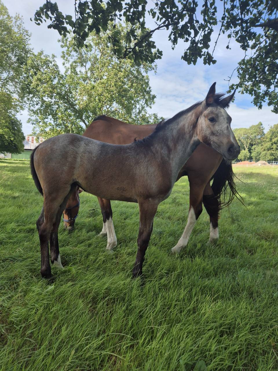 Fattrice Cavallo da Sella In vendita 2010 Baio
