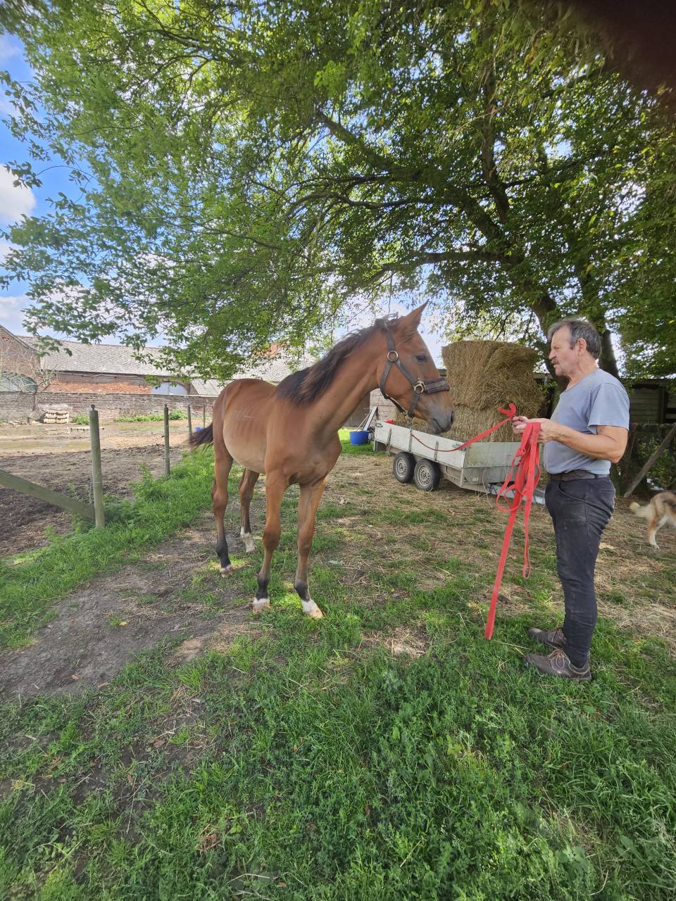 Stallone AES Anglo European Studbook In vendita 2024 Baio ,  Ulysse Van De Eikhoeve