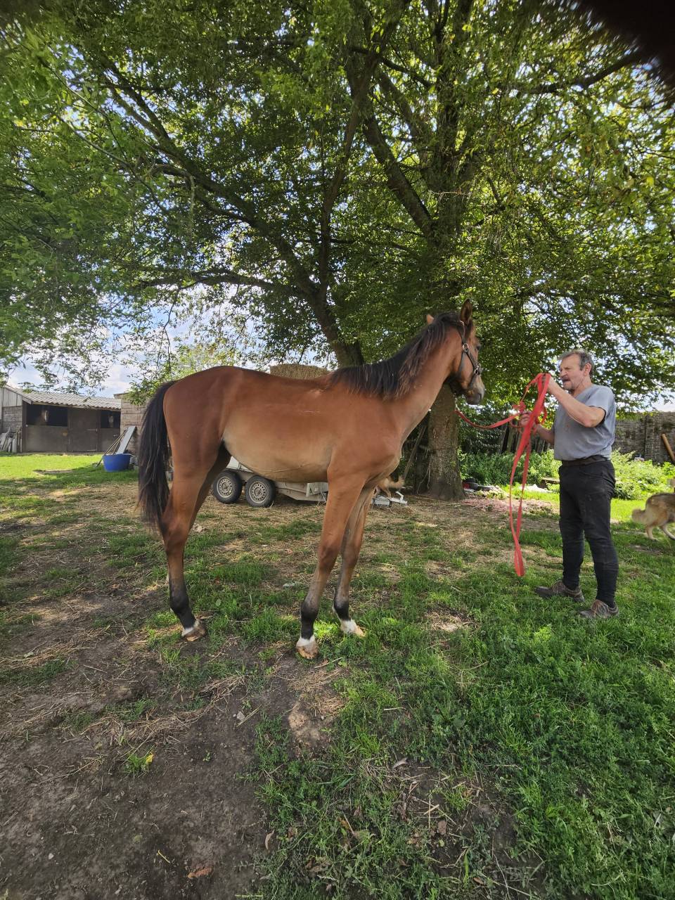 Stallone AES Anglo European Studbook In vendita 2024 Baio ,  Ulysse Van De Eikhoeve