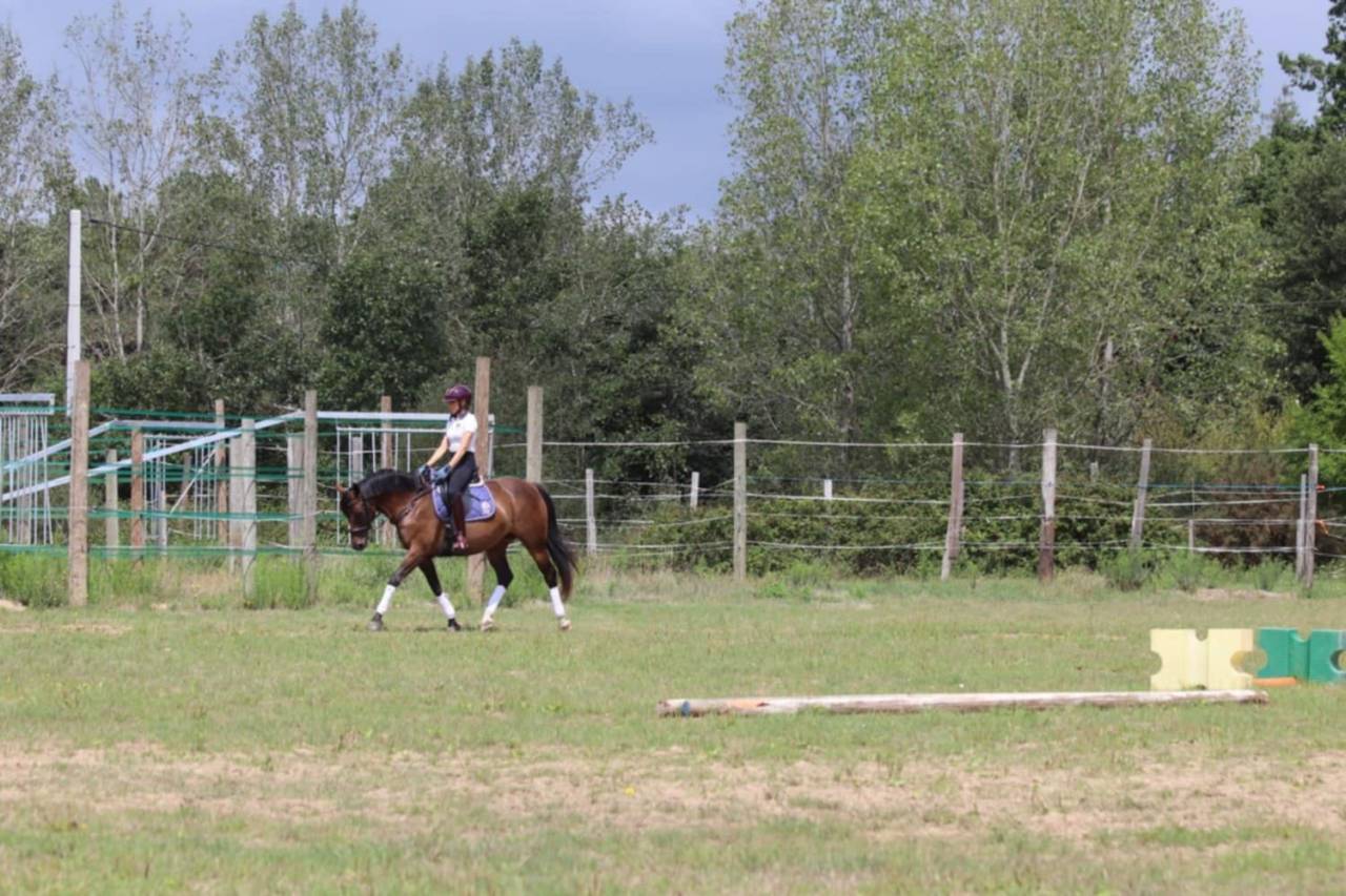 Cavalla Sella Francese In vendita 2020 Baio ,  dexter du neuhof (oes)