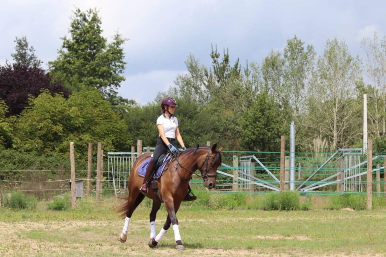 Cavalla Sella Francese In vendita 2020 Baio ,  dexter du neuhof (oes)