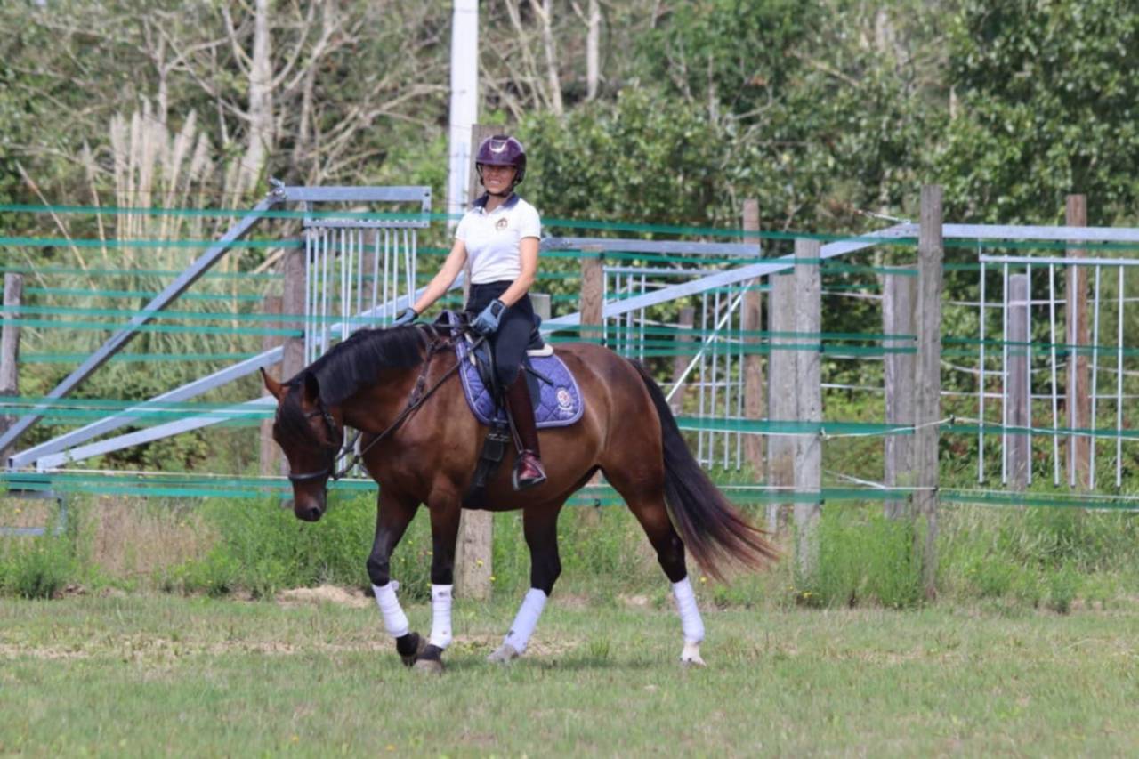 Cavalla Sella Francese In vendita 2020 Baio ,  dexter du neuhof (oes)