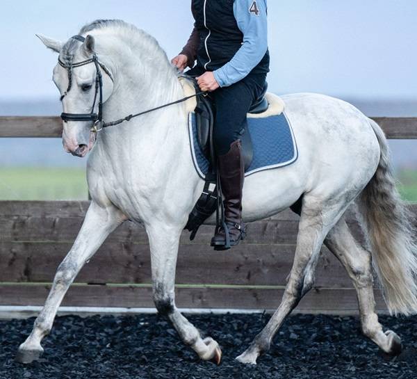 Intero PRE Andaluso In vendita 2014 Grigio ,  REGANON-LP