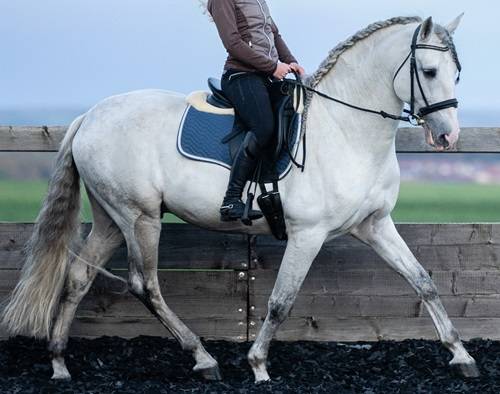 Intero PRE Andaluso In vendita 2014 Grigio ,  REGANON-LP