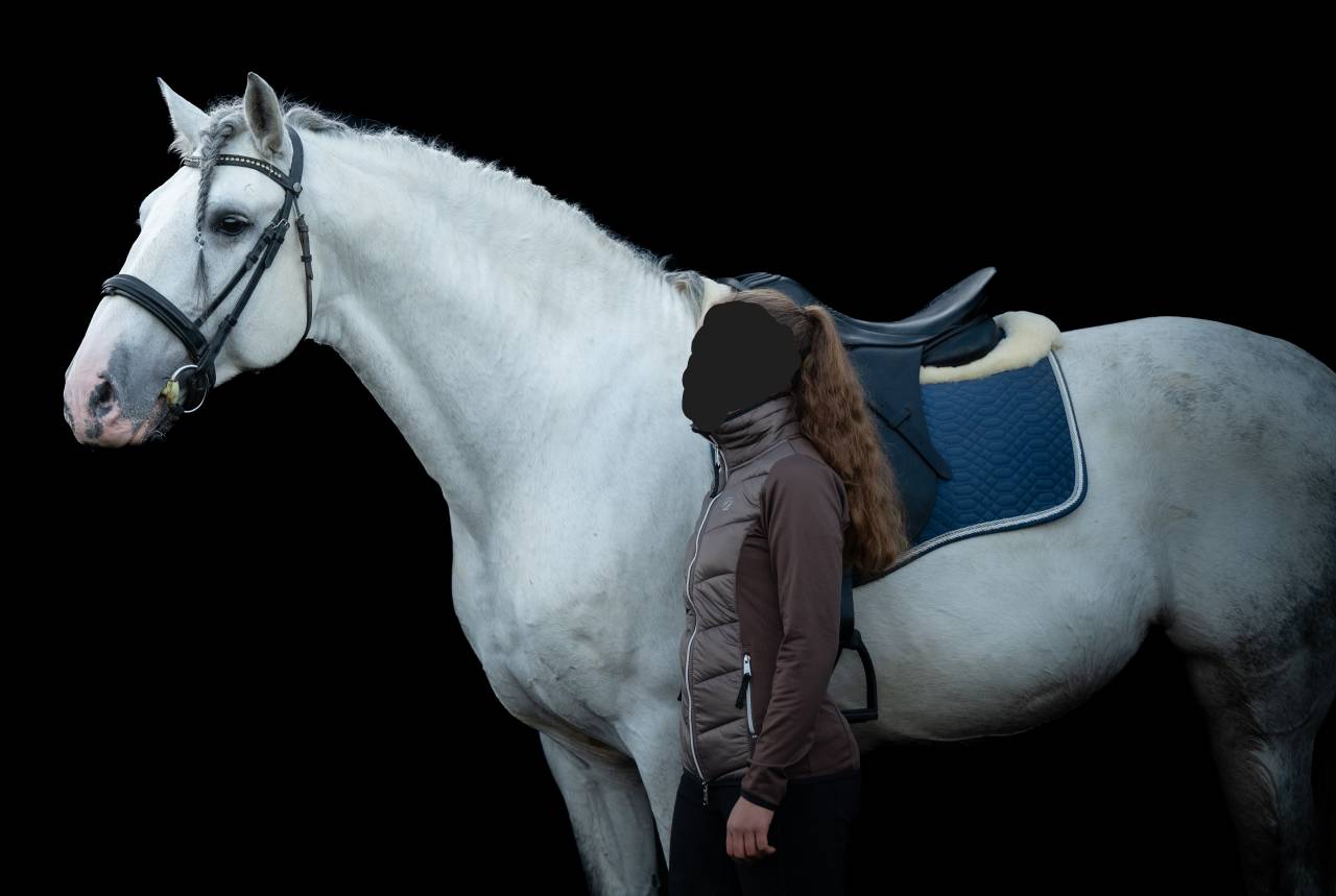 Intero PRE Andaluso In vendita 2014 Grigio ,  REGANON-LP