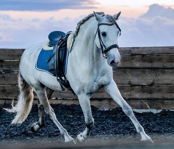 Intero PRE Andaluso In vendita 2014 Grigio ,  REGANON-LP