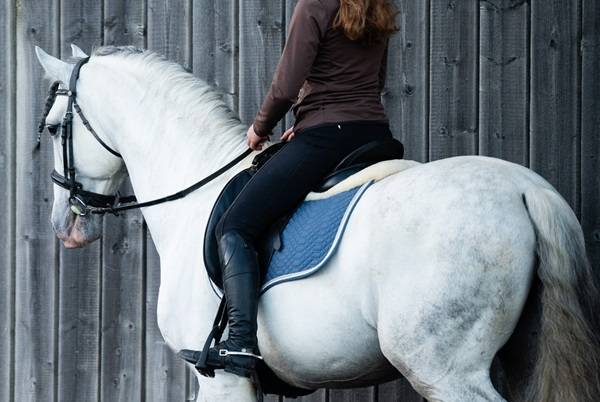 Intero PRE Andaluso In vendita 2014 Grigio ,  REGANON-LP