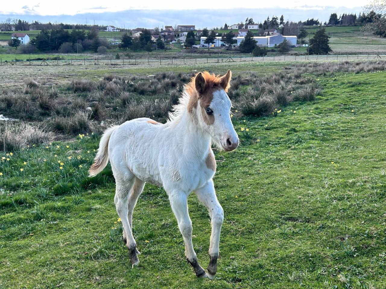 AS Ranch - Ecurie de la Frissonnière 