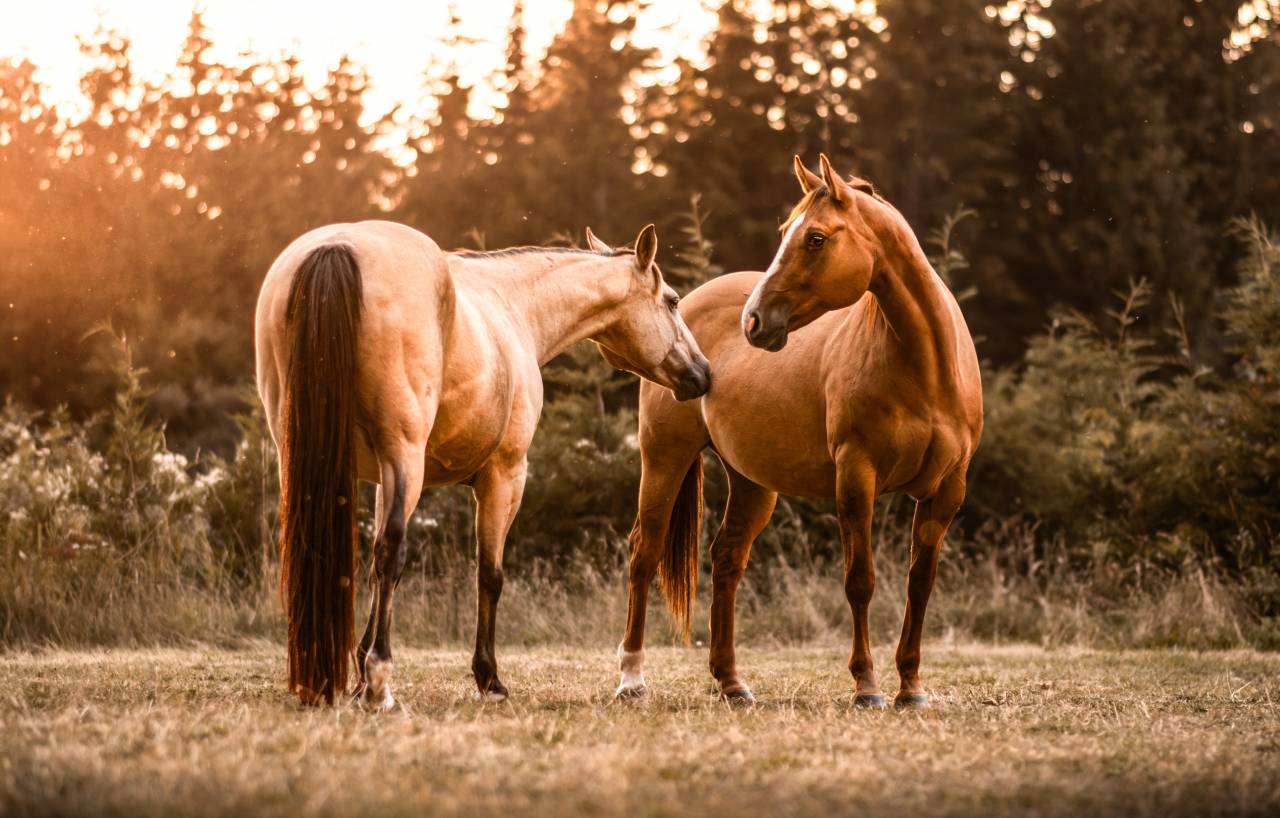 AS Ranch - Ecurie de la Frissonnière 