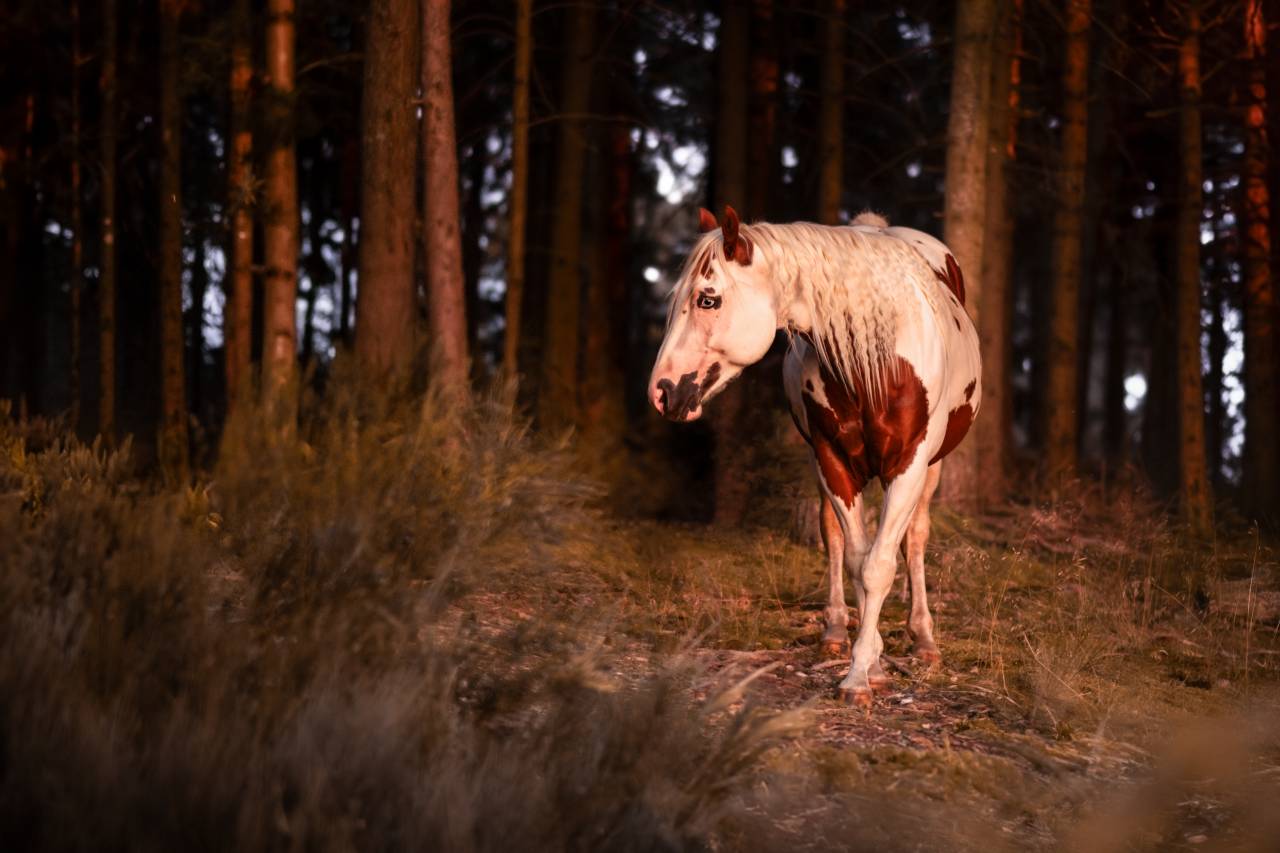 AS Ranch - Ecurie de la Frissonnière 