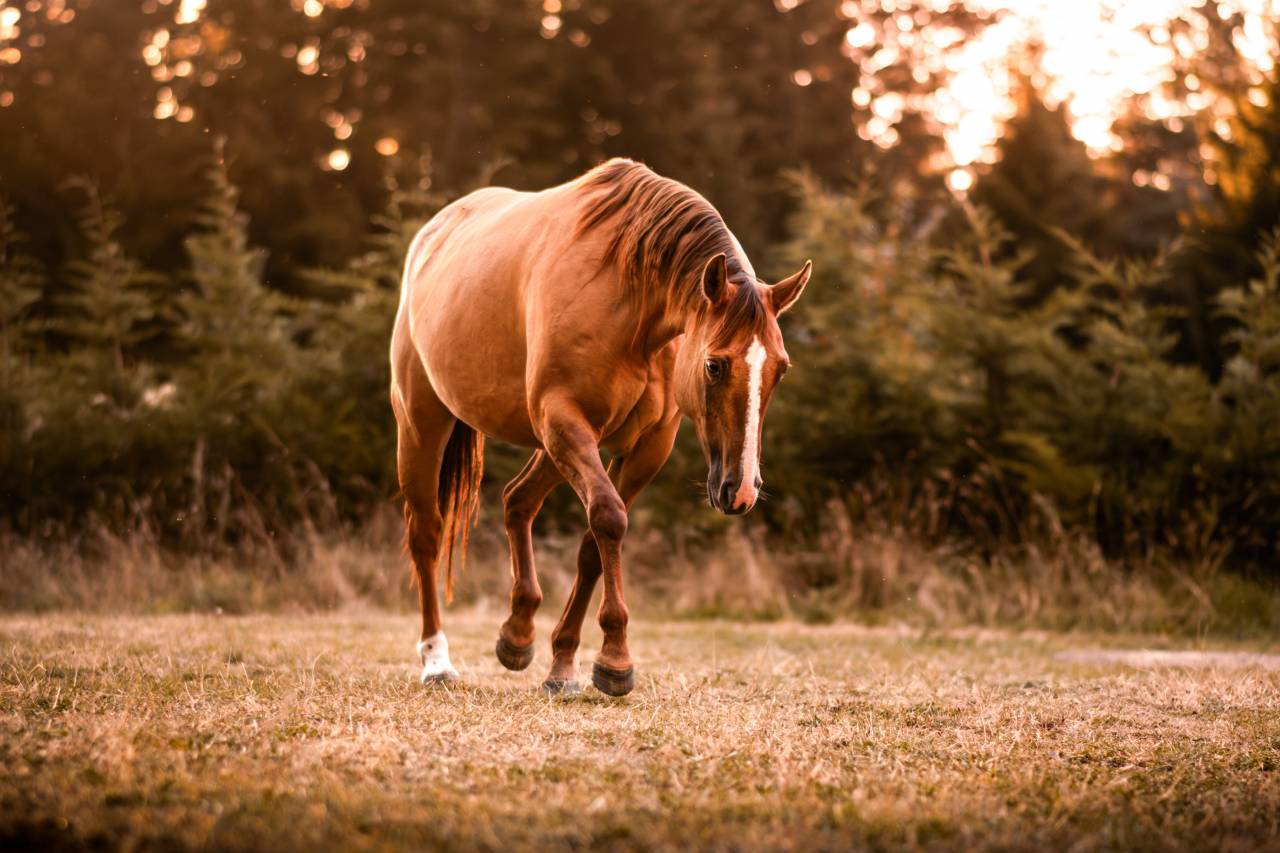 AS Ranch - Ecurie de la Frissonnière 