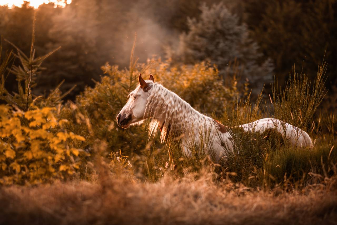 AS Ranch - Ecurie de la Frissonnière 