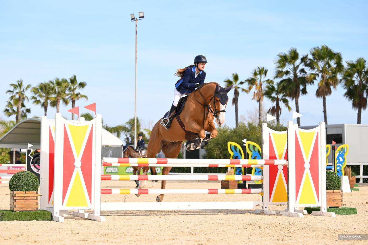 Castrone Sella Francese In vendita 2019 Sauro