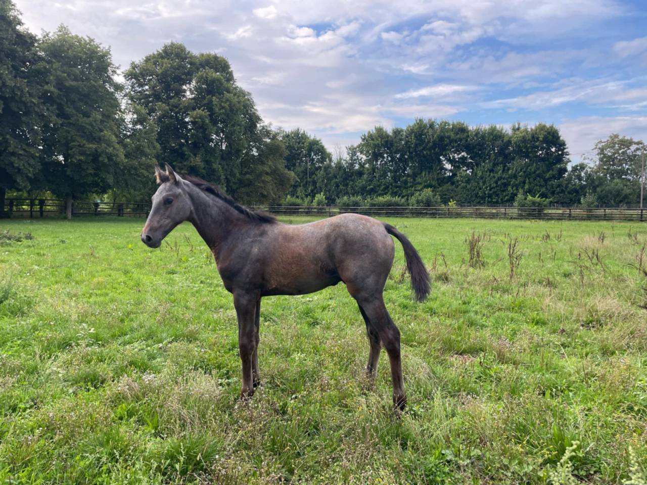 Puledro Sella Francese In vendita 2025 Grigio ,  Corland Z