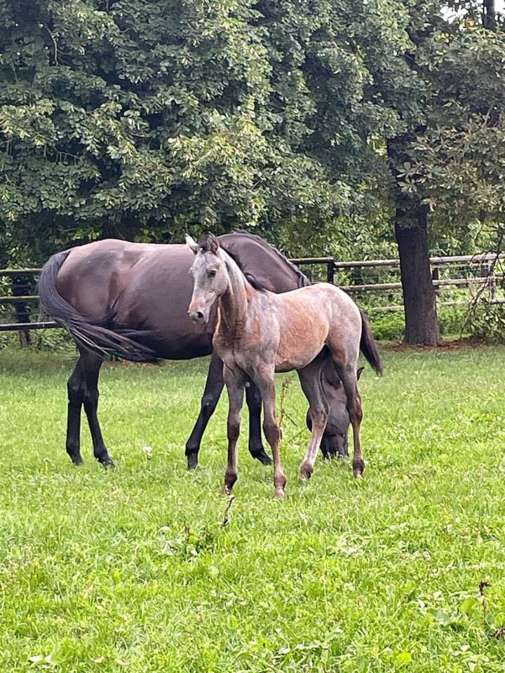 Puledro Sella Francese In vendita 2025 Grigio ,  Corland Z
