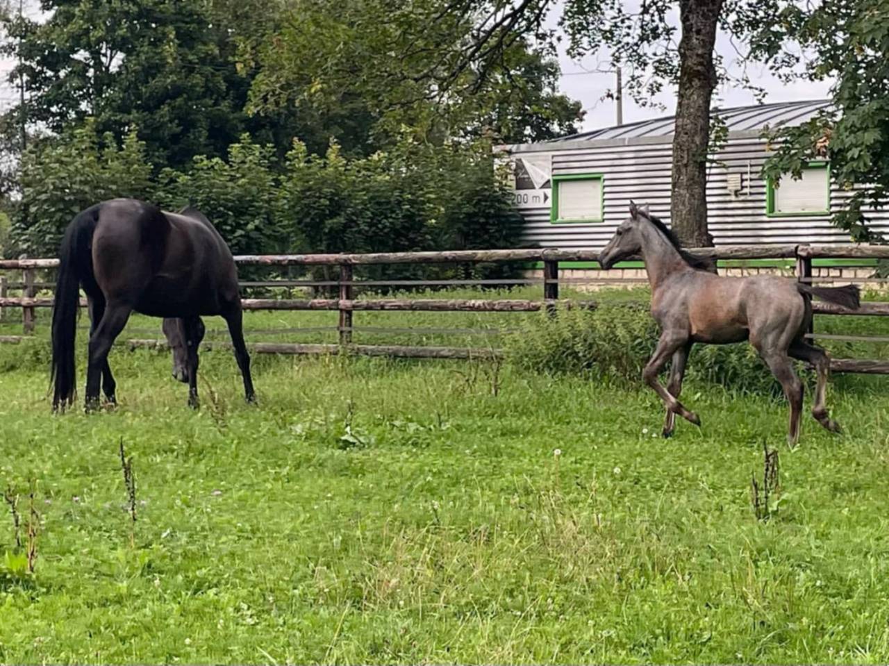 Puledro Sella Francese In vendita 2025 Grigio ,  Corland Z