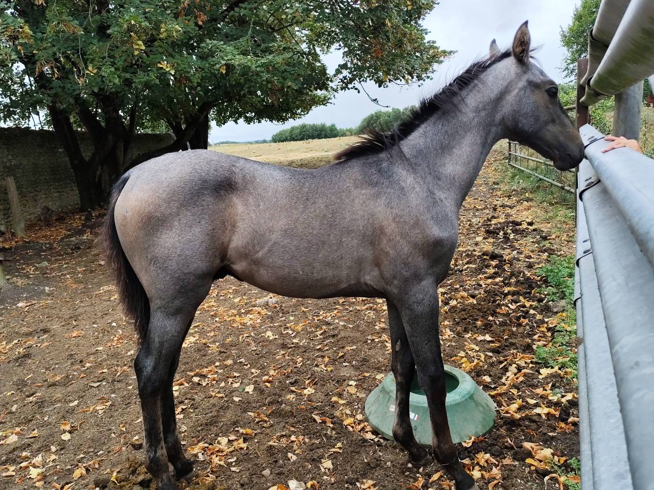 Puledro Sella Francese In vendita 2025 Grigio ,  Corland Z