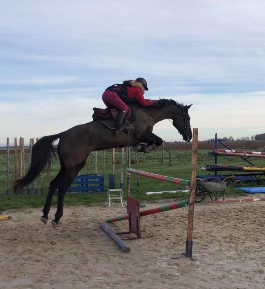 Puledro Sella Francese In vendita 2025 Grigio ,  Corland Z