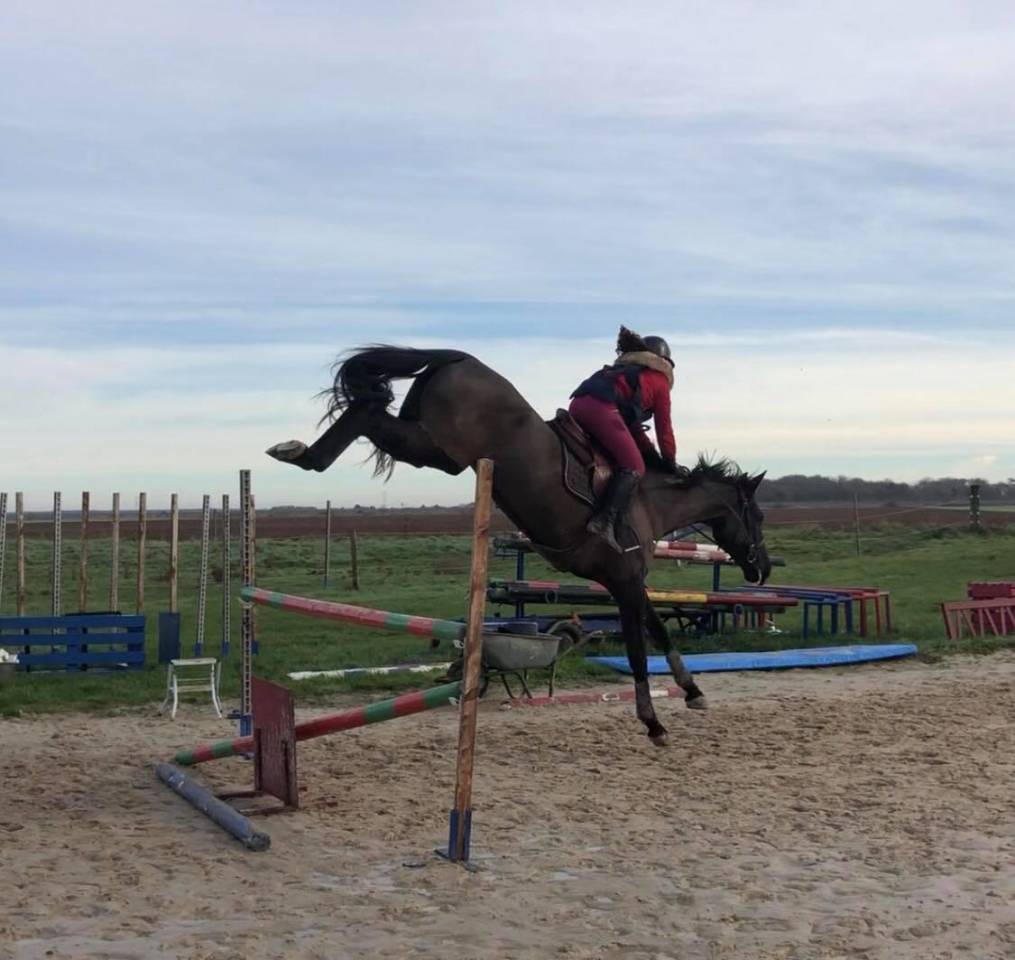 Puledro Sella Francese In vendita 2025 Grigio ,  Corland Z