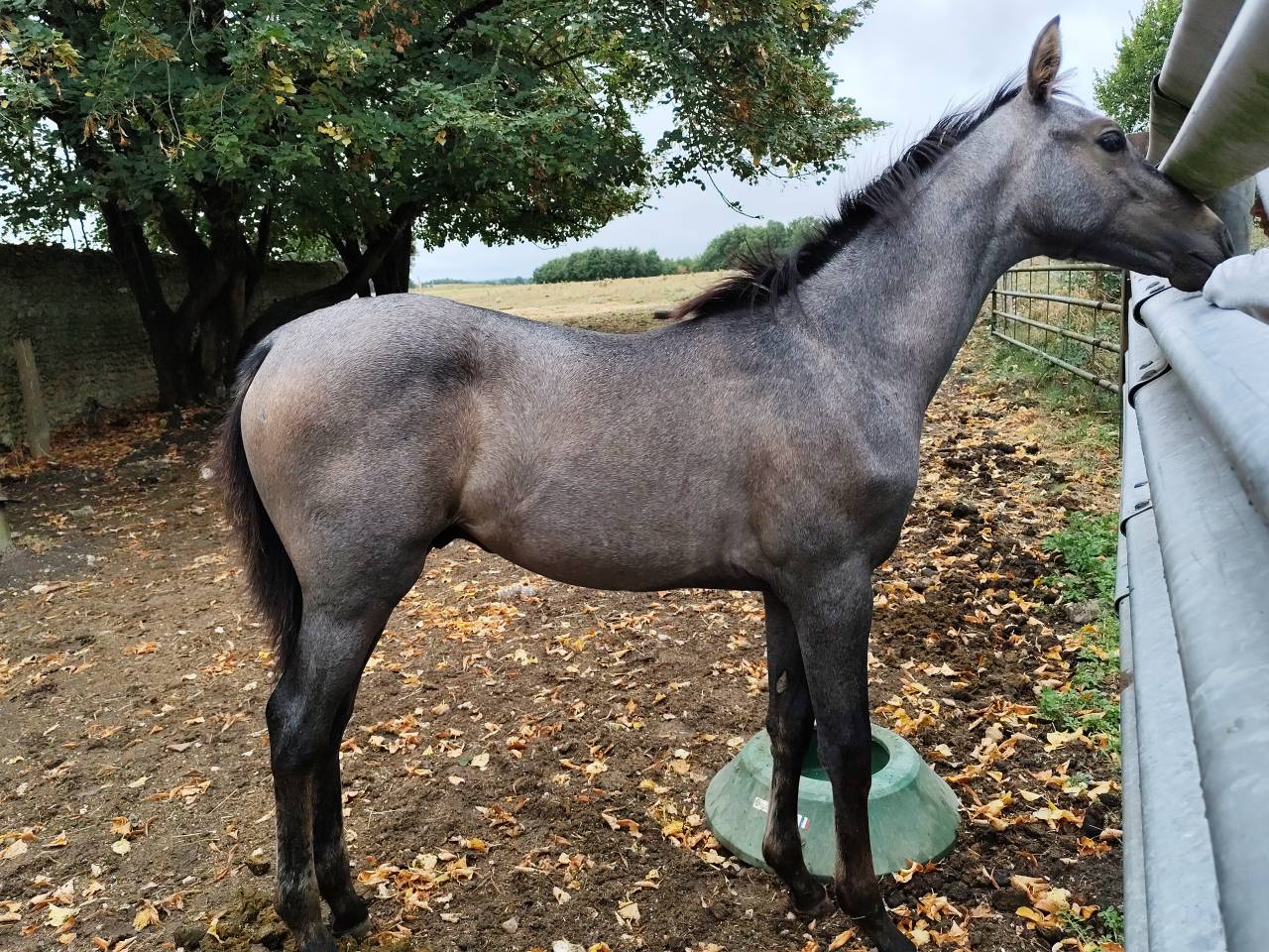 Puledro Sella Francese In vendita 2025 Grigio ,  Corland Z