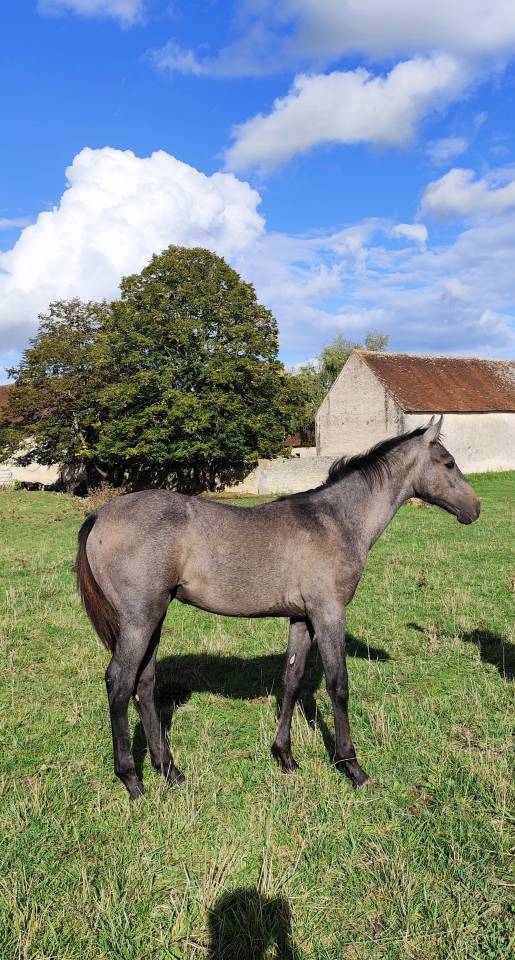 Puledro Sella Francese In vendita 2025 Grigio ,  Corland Z