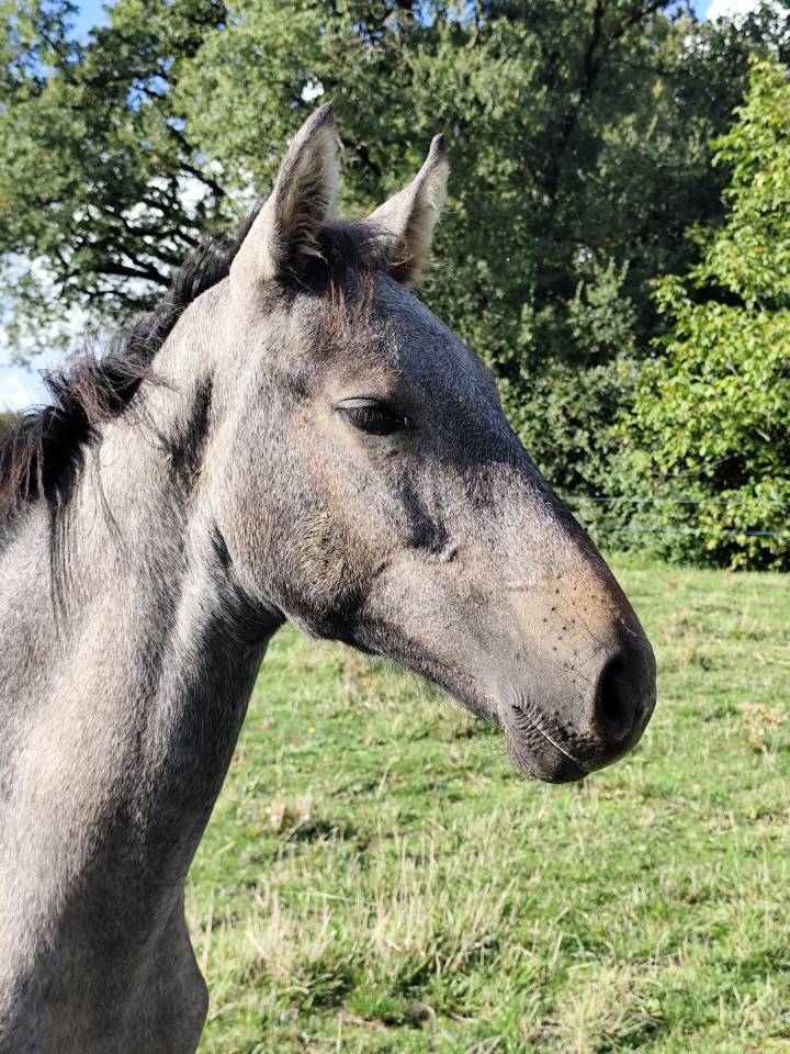 Puledro Sella Francese In vendita 2025 Grigio ,  Corland Z