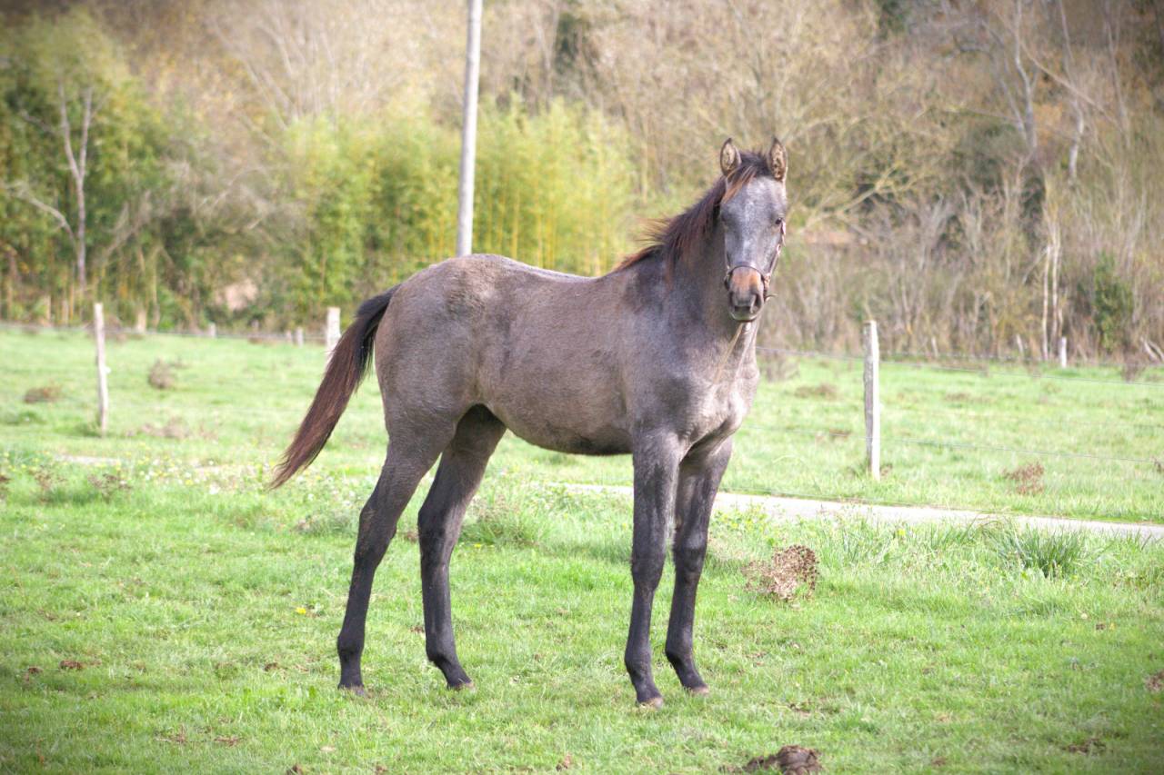 Puledro Sella Francese In vendita 2025 Grigio ,  Corland Z
