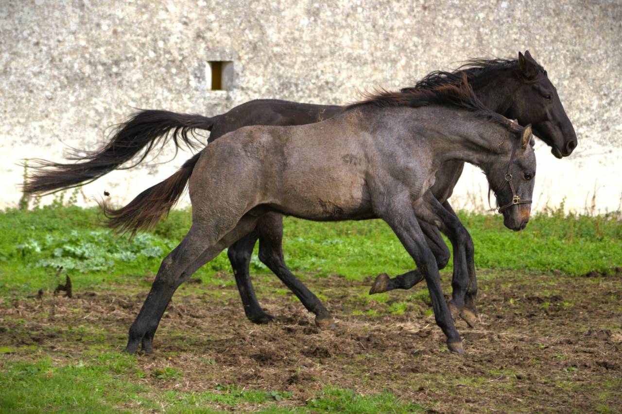 Puledro Sella Francese In vendita 2025 Grigio ,  Corland Z