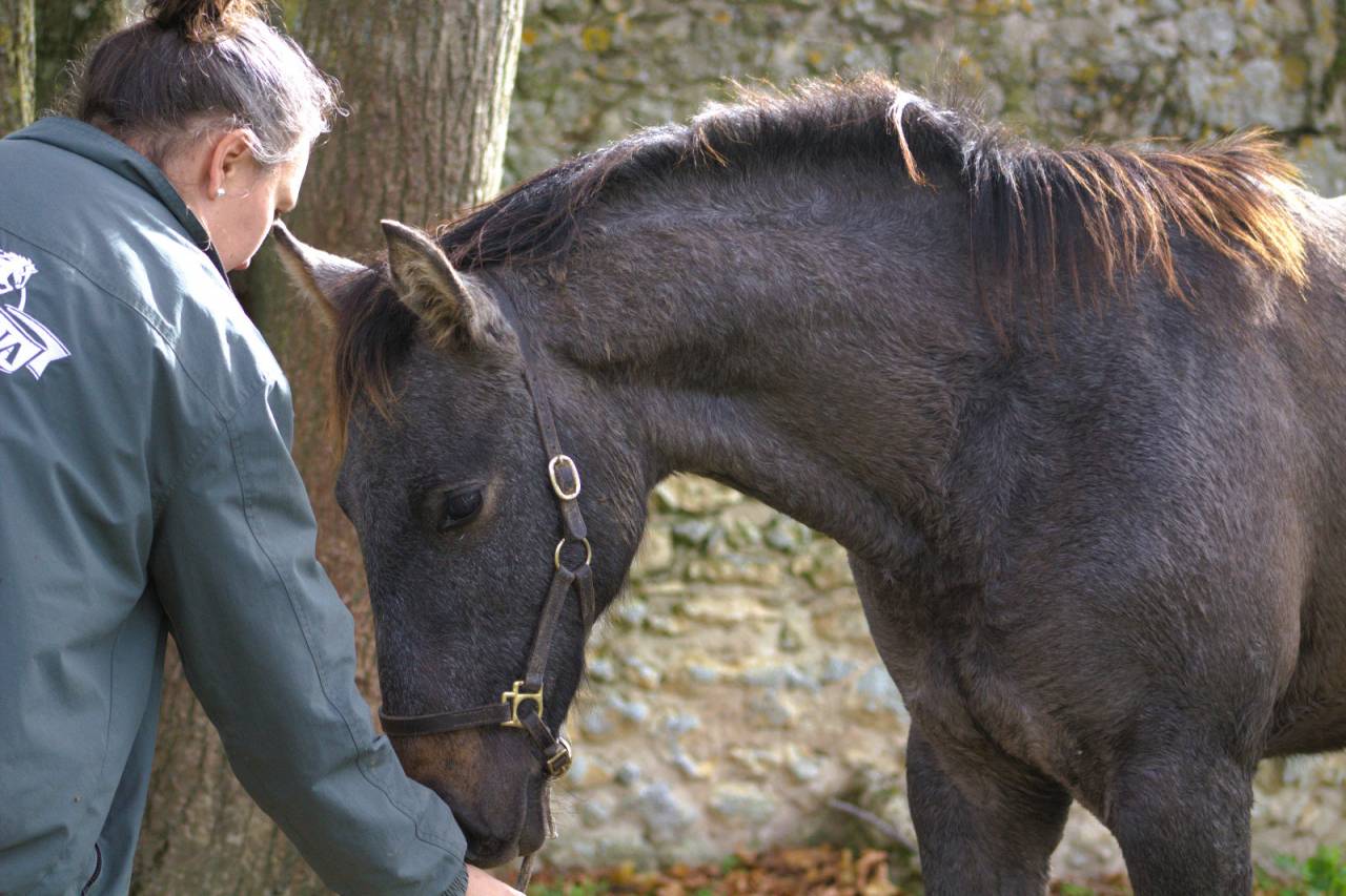 Puledro Sella Francese In vendita 2025 Grigio ,  Corland Z