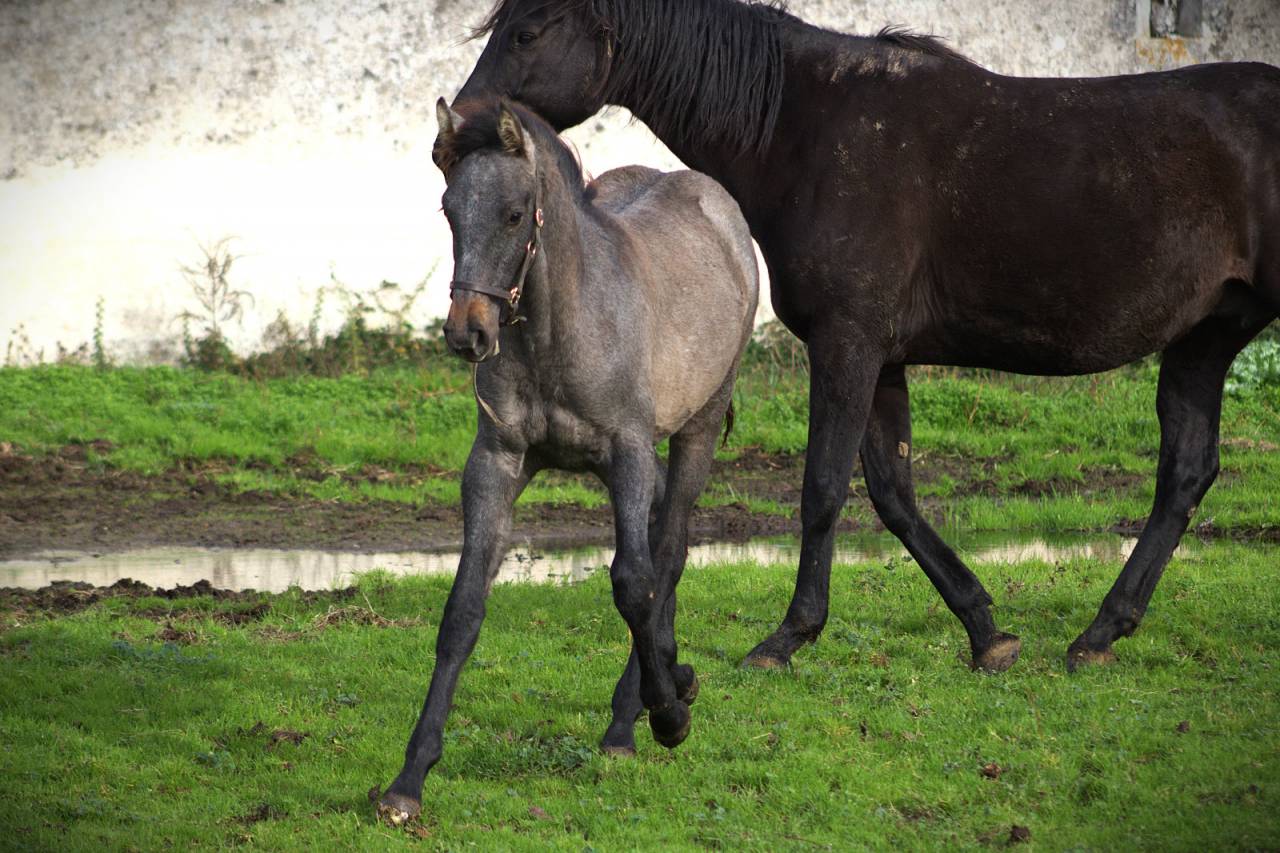 Puledro Sella Francese In vendita 2025 Grigio ,  Corland Z
