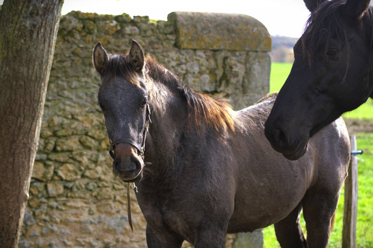 Puledro Sella Francese In vendita 2025 Grigio ,  Corland Z