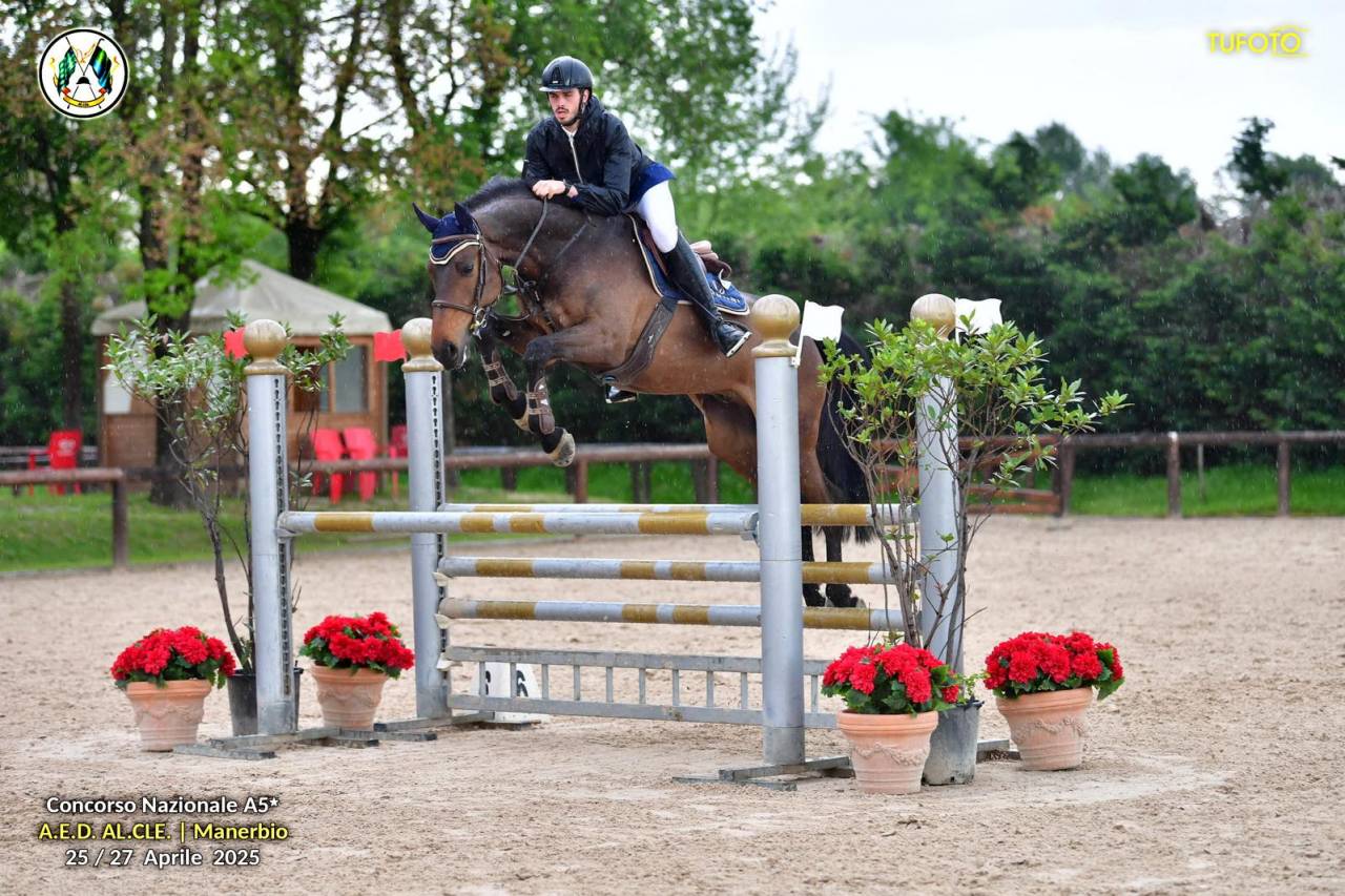 Bellissimo Castrone Holsteiner di 8 anni per salto