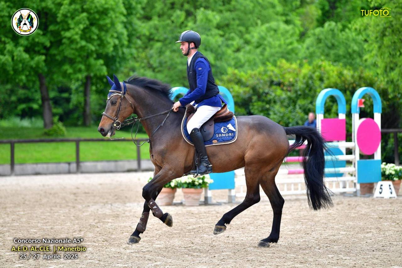 Bellissimo Castrone Holsteiner di 8 anni per salto