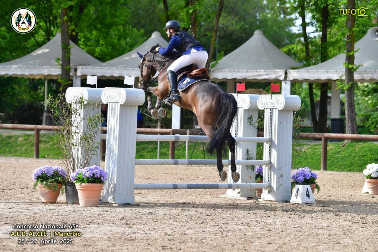 Bellissimo Castrone Holsteiner di 8 anni per salto