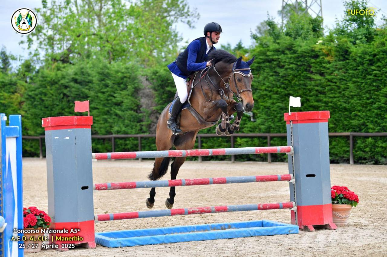 Bellissimo Castrone Holsteiner di 8 anni per salto