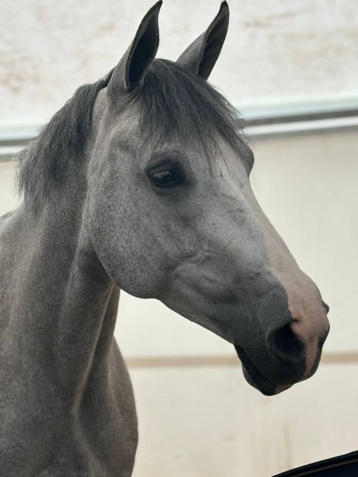 Cavalla Sella Francese In vendita 2018 Grigio