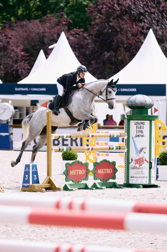 Cavalla Sella Francese In vendita 2018 Grigio