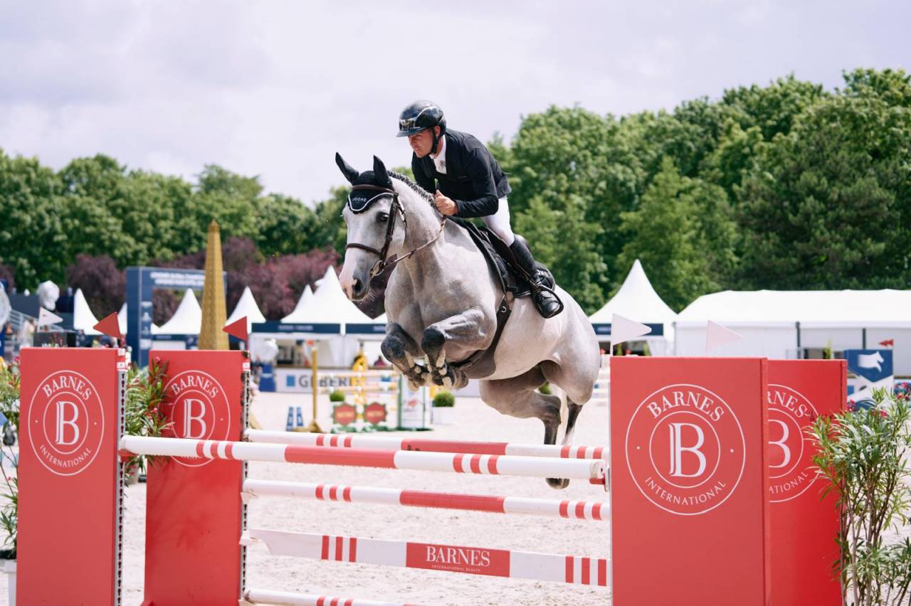 Cavalla Sella Francese In vendita 2018 Grigio