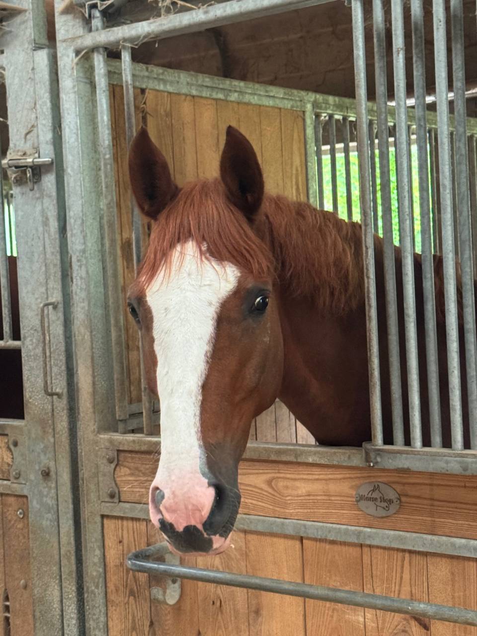 Castrone Sella Francese In vendita 2020 Sauro ,  QUABRI DE L'ISLE