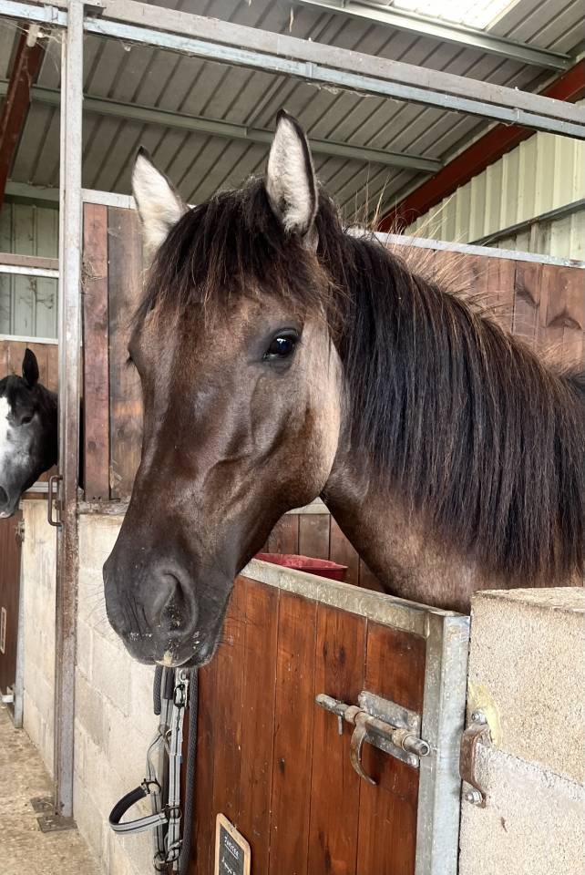 Castrone PFS Pony Francese da Sella In vendita 2022 Grullo ,  HOLLISTER DU PLANTEY