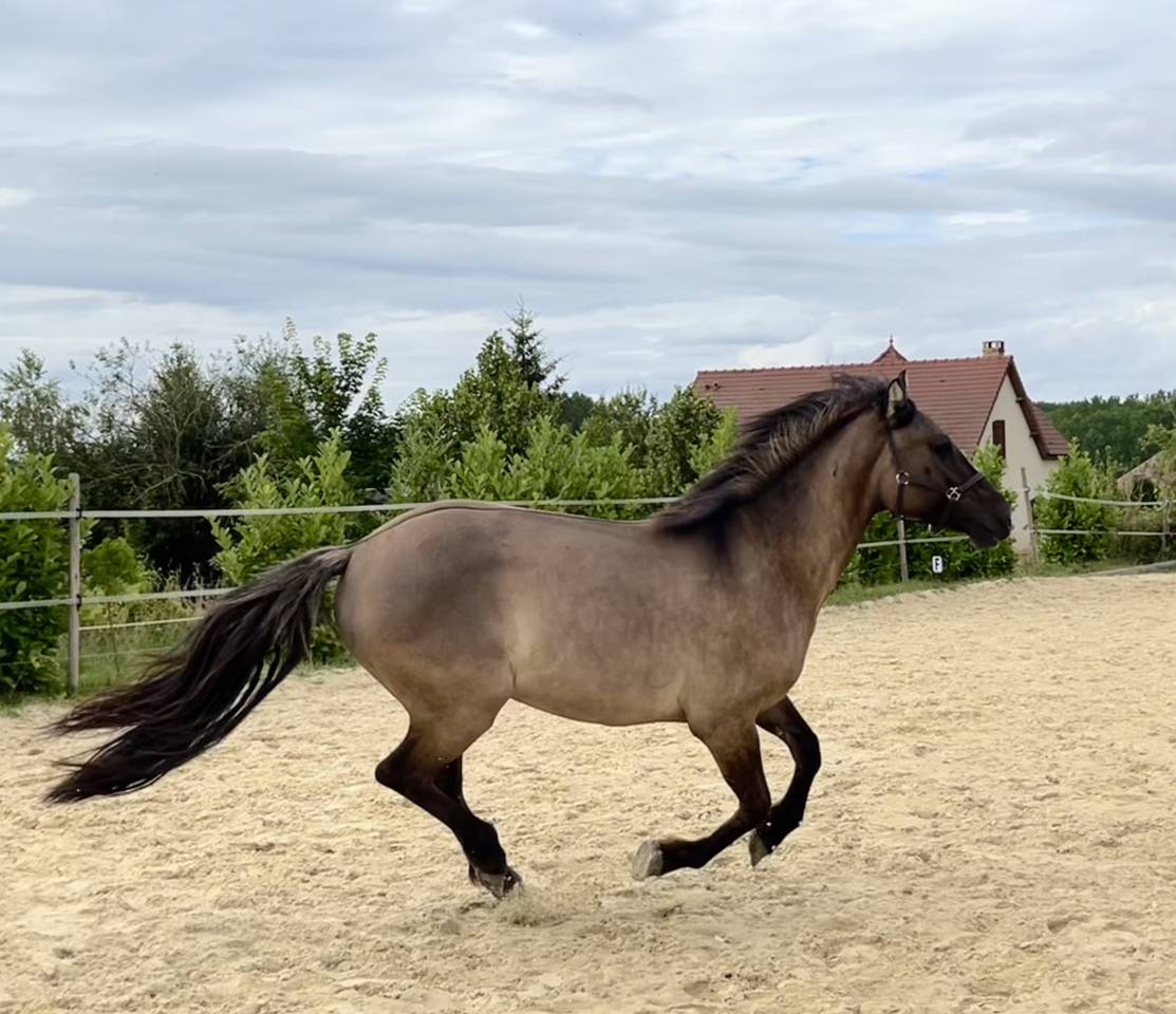 Castrone PFS Pony Francese da Sella In vendita 2022 Grullo ,  HOLLISTER DU PLANTEY