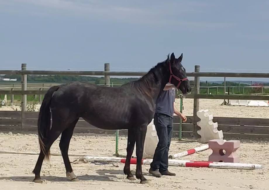 Puledra Sella Francese In vendita 2023 Baio scuro ,  Cher époux