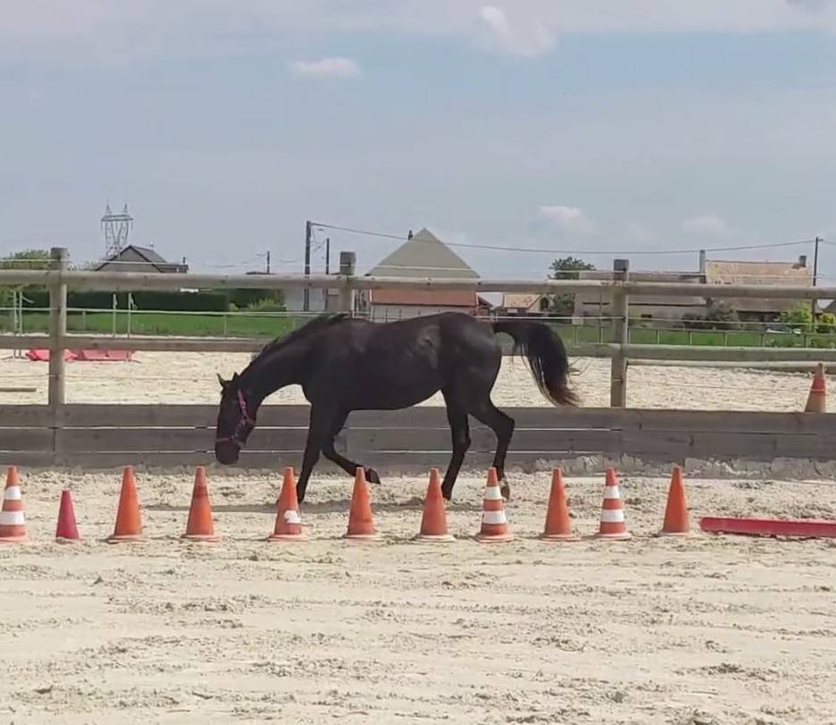 Puledra Sella Francese In vendita 2023 Baio scuro ,  Cher époux