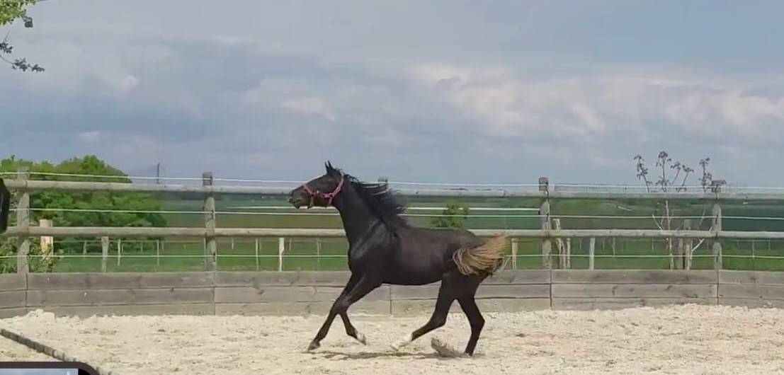 Puledra Sella Francese In vendita 2023 Baio scuro ,  QLASSIC BOIS MARGOT