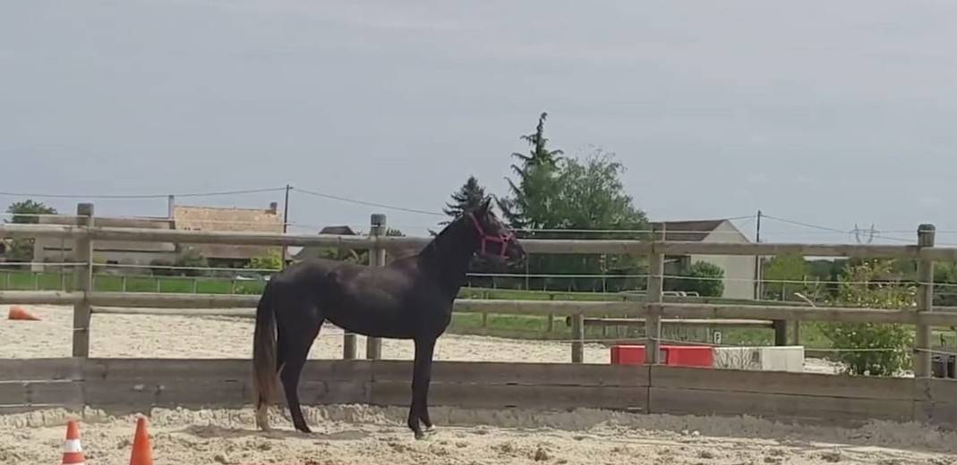 Puledra Sella Francese In vendita 2023 Baio scuro ,  QLASSIC BOIS MARGOT